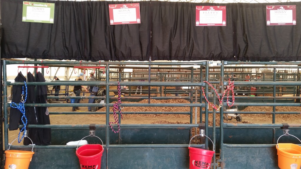 Little Critter Ranch | 28527 Township Rd 355A, Innisfail, AB T0M 0K0, Canada | Phone: (403) 304-2601