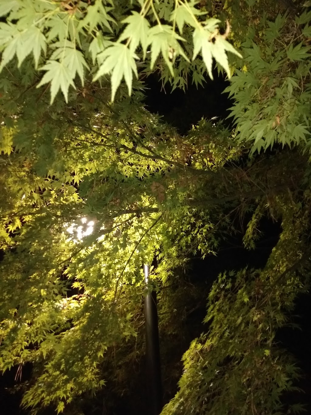Stadacona Park | 1490 Pandora Ave, Victoria, BC V8R 6P9, Canada | Phone: (250) 361-0600
