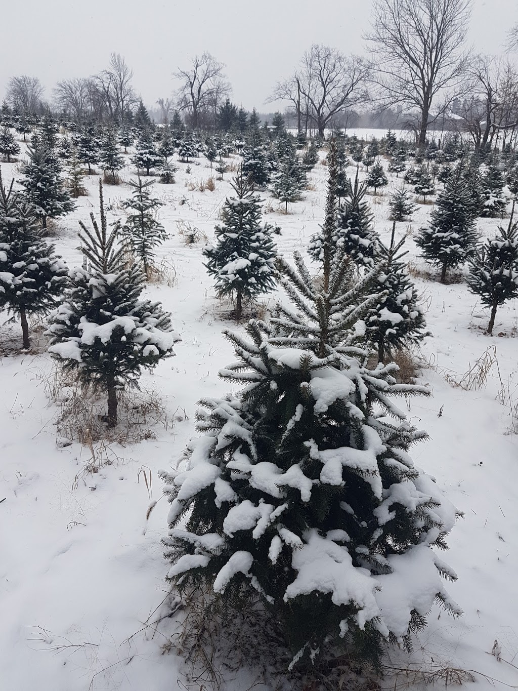 Forestells Christmas Trees | 4556 Sideroad 20 N, Puslinch, ON N0B 2J0, Canada | Phone: (519) 831-1942