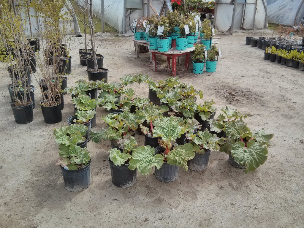 Greentree Gardens & Emporium | 11555 ON-26, Collingwood, ON L9Y 5E7, Canada | Phone: (705) 444-2146