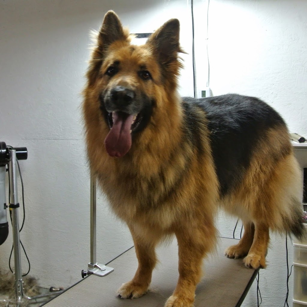 Pawparazzi Dog Grooming | 22378 132 Ave, Maple Ridge, BC V4R 2P6, Canada | Phone: (604) 477-1222
