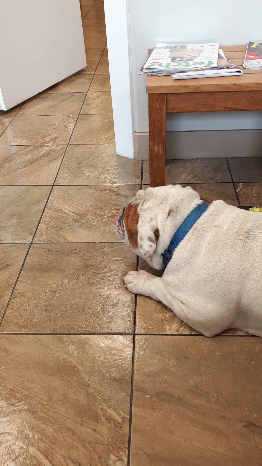 Trenant Park Pet Clinic | 5080 Linden Dr, Delta, BC V4K 3A5, Canada | Phone: (604) 940-0899