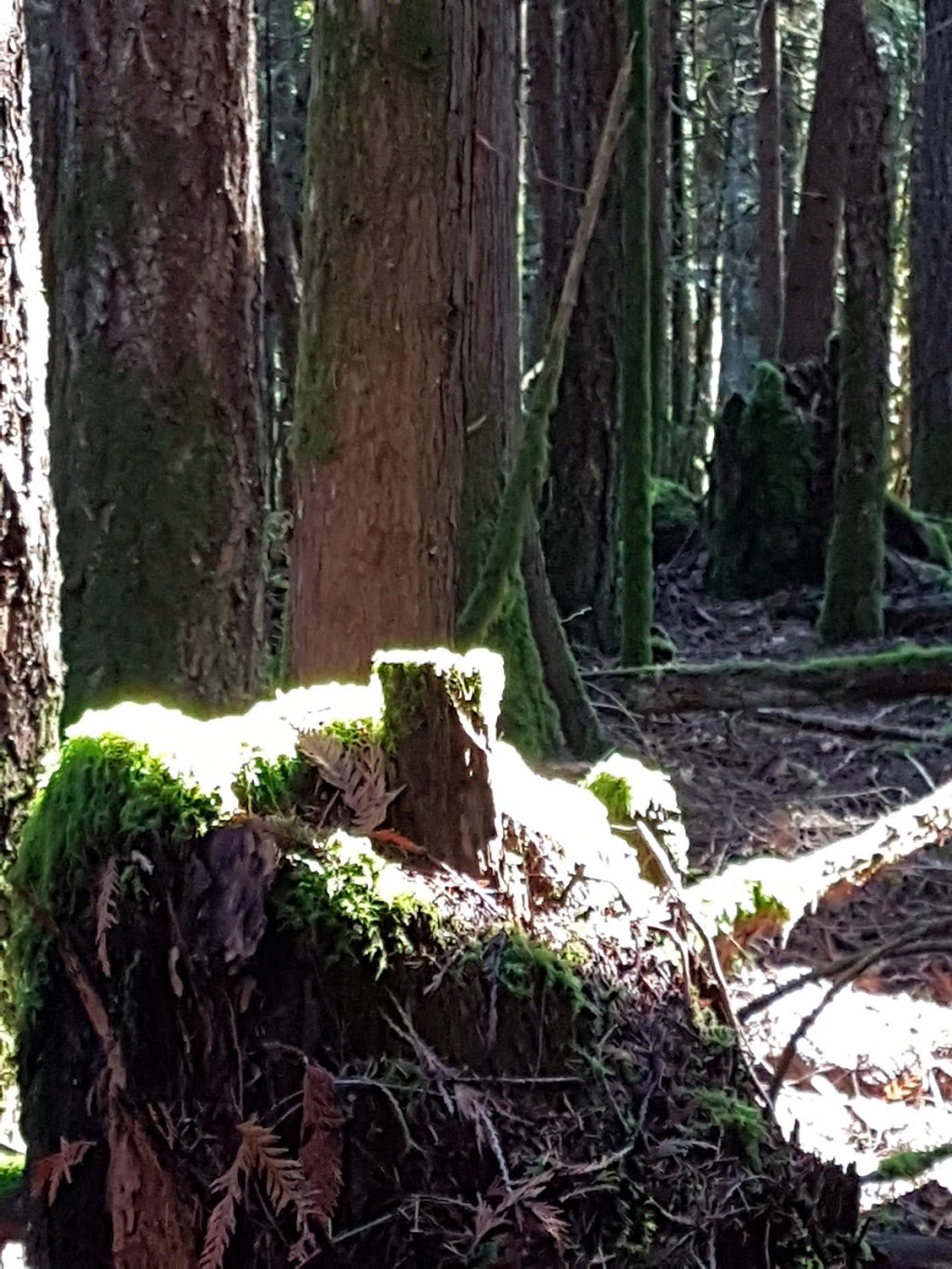 Diana, Princess of Wales Park | Olsen Rd, Ladysmith, BC V9G 2B3, Canada | Phone: (250) 746-2500
