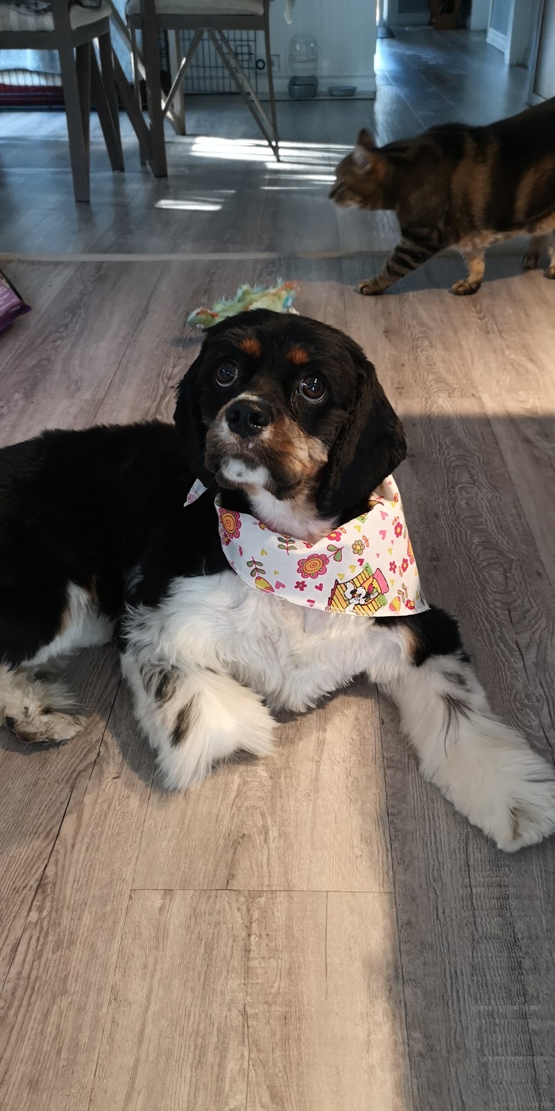 Furtastic Professional Dog Grooming | 7190 ON-93, Tiny, ON L0K 2E1, Canada | Phone: (705) 528-3647