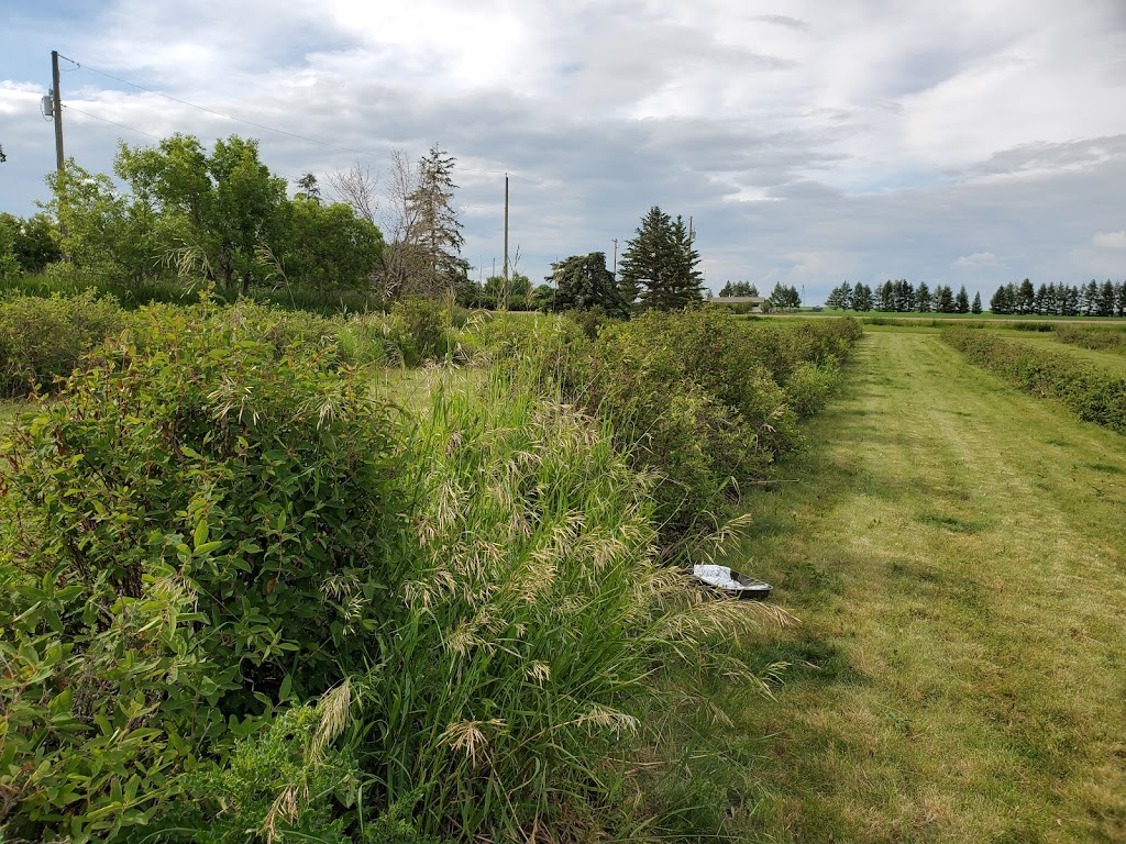 Pleasant View U Pick Berries | Site 2 Comp 6 RR#1, Crossfield, AB T0M 0S0, Canada | Phone: (403) 946-5400
