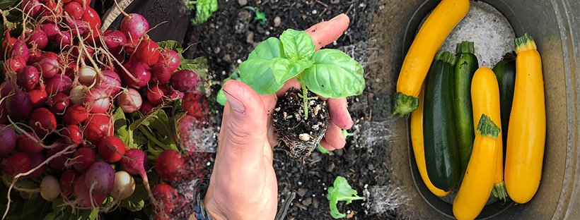 Ryans Market Gardens | 6705 Appleby Line, Burlington, ON L7M 0P8, Canada | Phone: (289) 442-5035