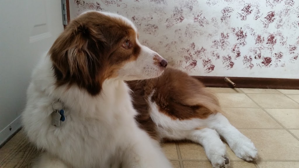 Artistique Acres Pet Resort | 2855 Caribou St W, Bushell Park, SK S0H 0N0, Canada | Phone: (306) 692-1997