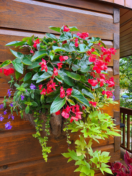 Sheilas Greenhouse | 945 Moscow Rd, Yarker, ON K0K 3N0, Canada | Phone: (613) 217-8067