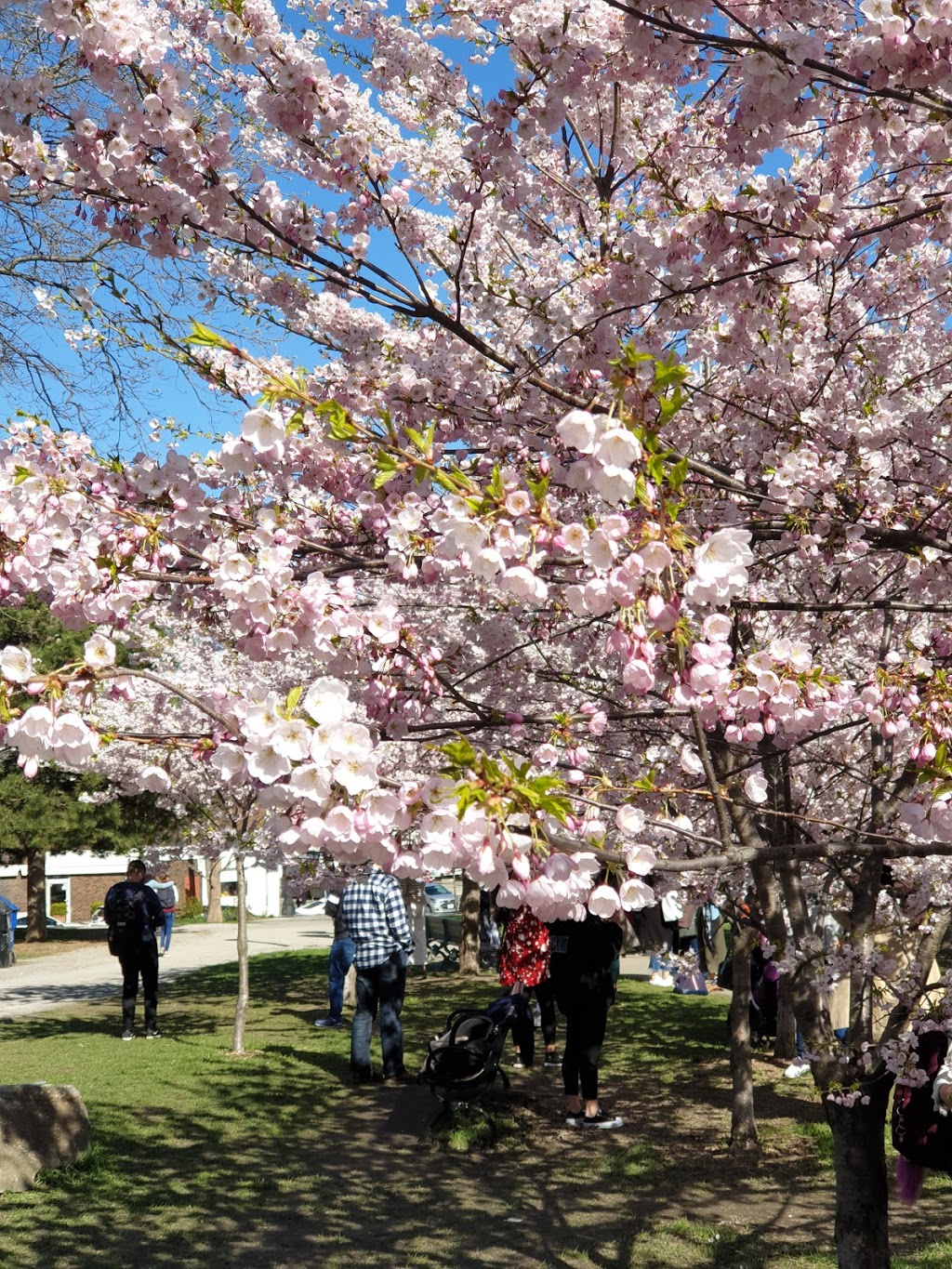 Trinity Bellwoods Park | 790 Queen St W, Toronto, ON M6J 1G3, Canada