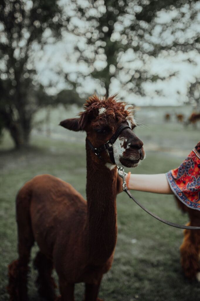 S.A.M.Y.s Alpaca Farm & Fibre Studio | 2432 Cuddy Dr, Kerwood, ON N0M 2B0, Canada | Phone: (226) 678-2649