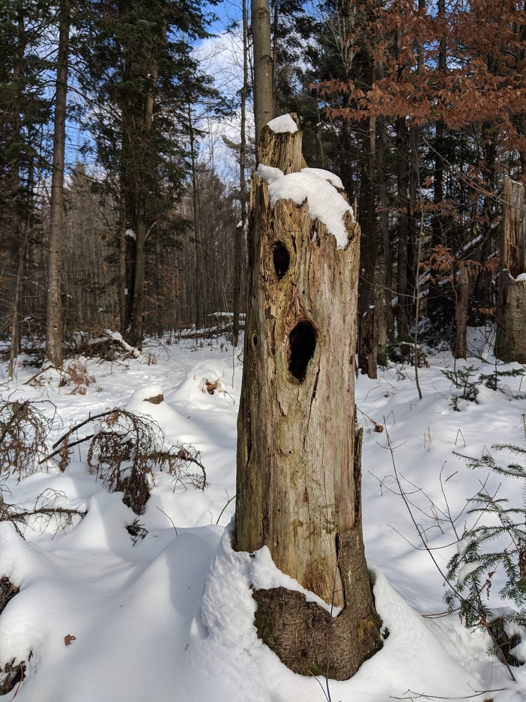 Boisé du Plan Bouchard | Plan-Bouchard, Blainville, QC J0N 1H0, Canada