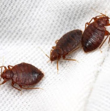YXE Pest Control | 111b Tait Crescent #114, Saskatoon, SK S7H 5K9, Canada | Phone: (306) 717-3993