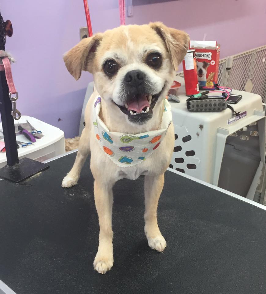 Dog Grooming Calgary | 2106, 380 Canyon Meadows Dr SE, Calgary, AB T2J 7C3, Canada | Phone: (587) 997-6274