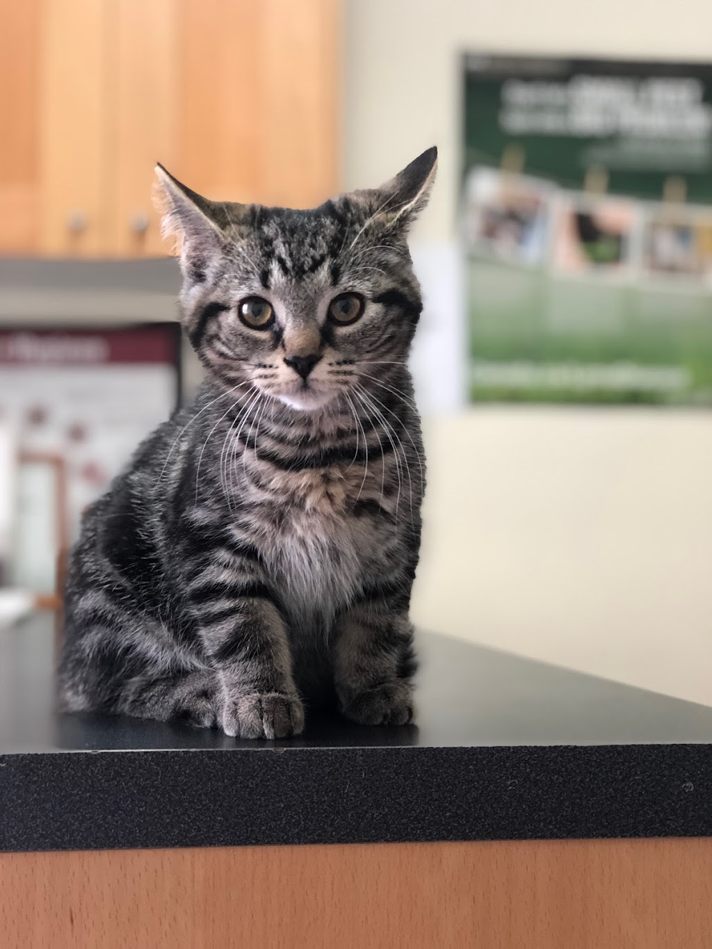 Toronto North Animal Hospital | 317 Sheppard Ave E, North York, ON M2N 3B3, Canada | Phone: (416) 546-7493