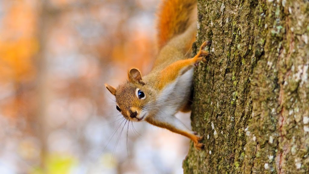 Zolo Pest Control Inc | 70 Cotton St, Bowmanville, ON L1C 5H2, Canada | Phone: (905) 244-1214