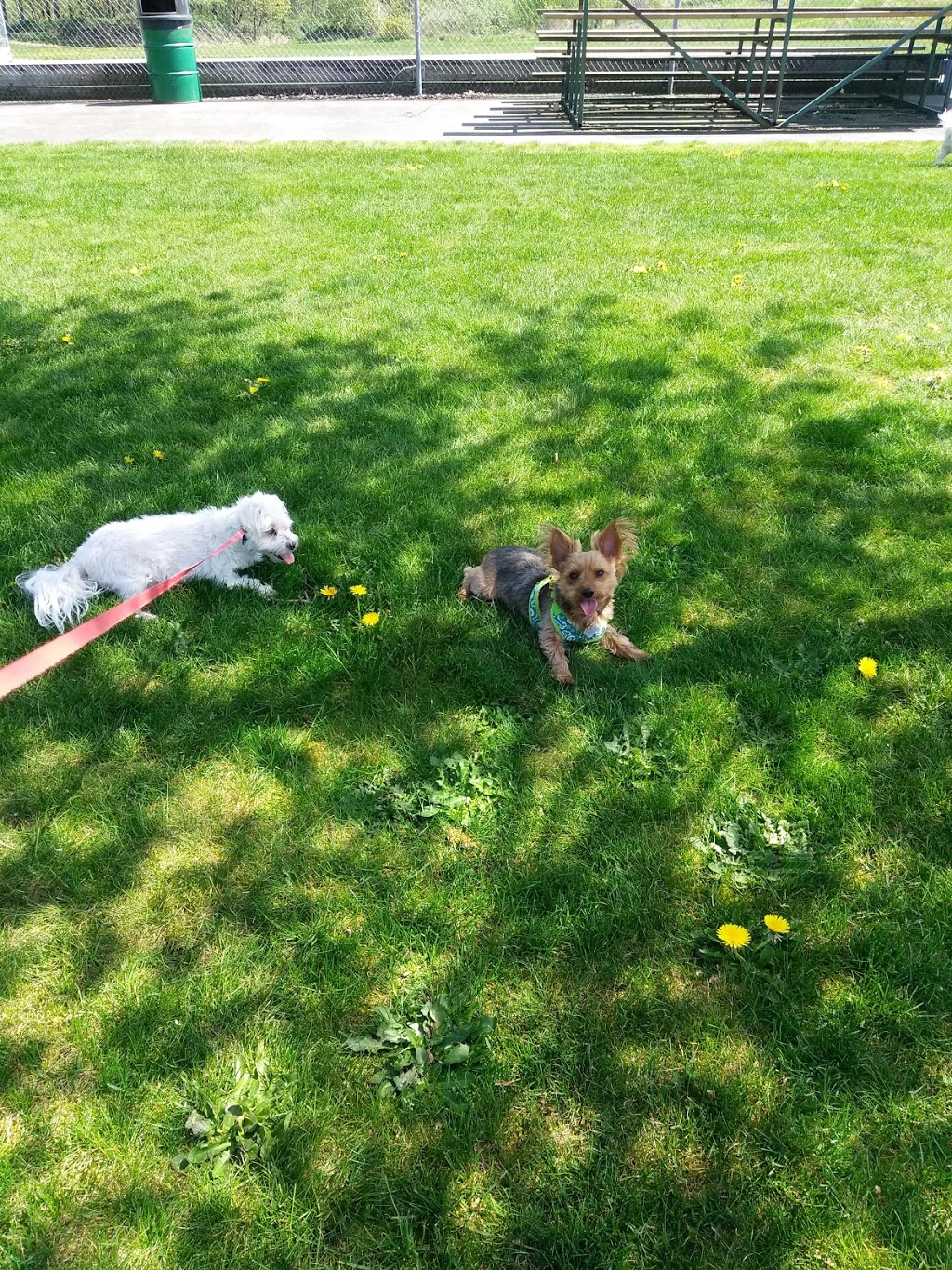 Clearbrook Park Off Leash Area | 5B5, Sparwood St, Abbotsford, BC V2T 5B5, Canada