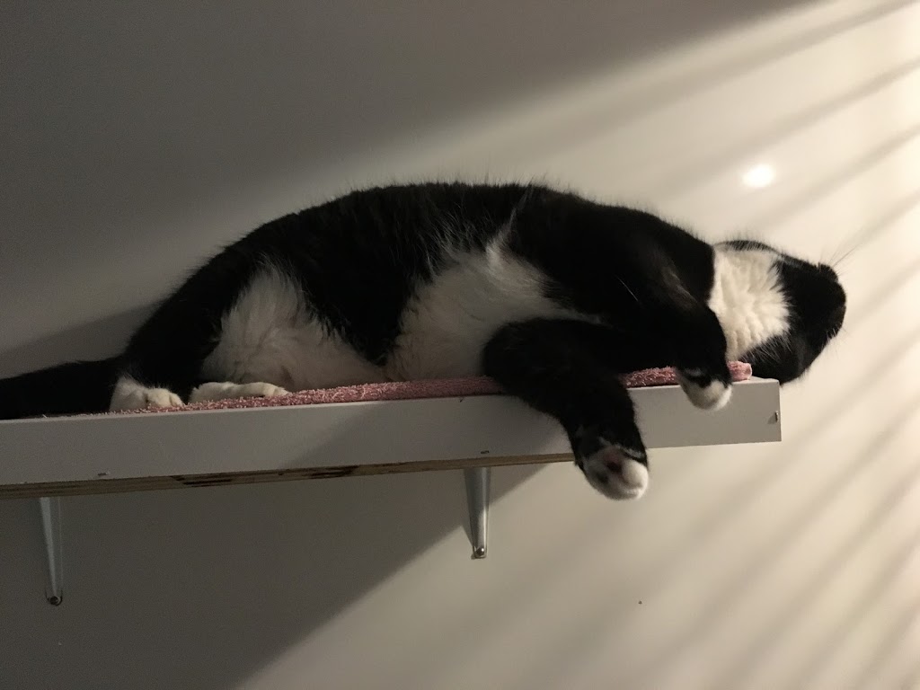 Purradise Deluxe Loging for Cats | 3501 Newfield Rd, Nanaimo, BC V9S 5V6, Canada | Phone: (778) 674-2287