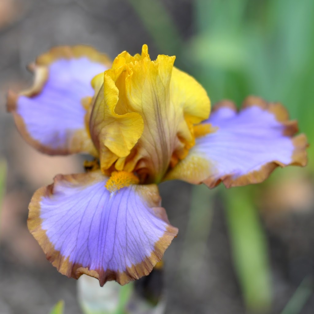 Hillside Irises | 2242 Ferko Rd, Cawston, BC V0X 1C2, Canada | Phone: (250) 499-1977