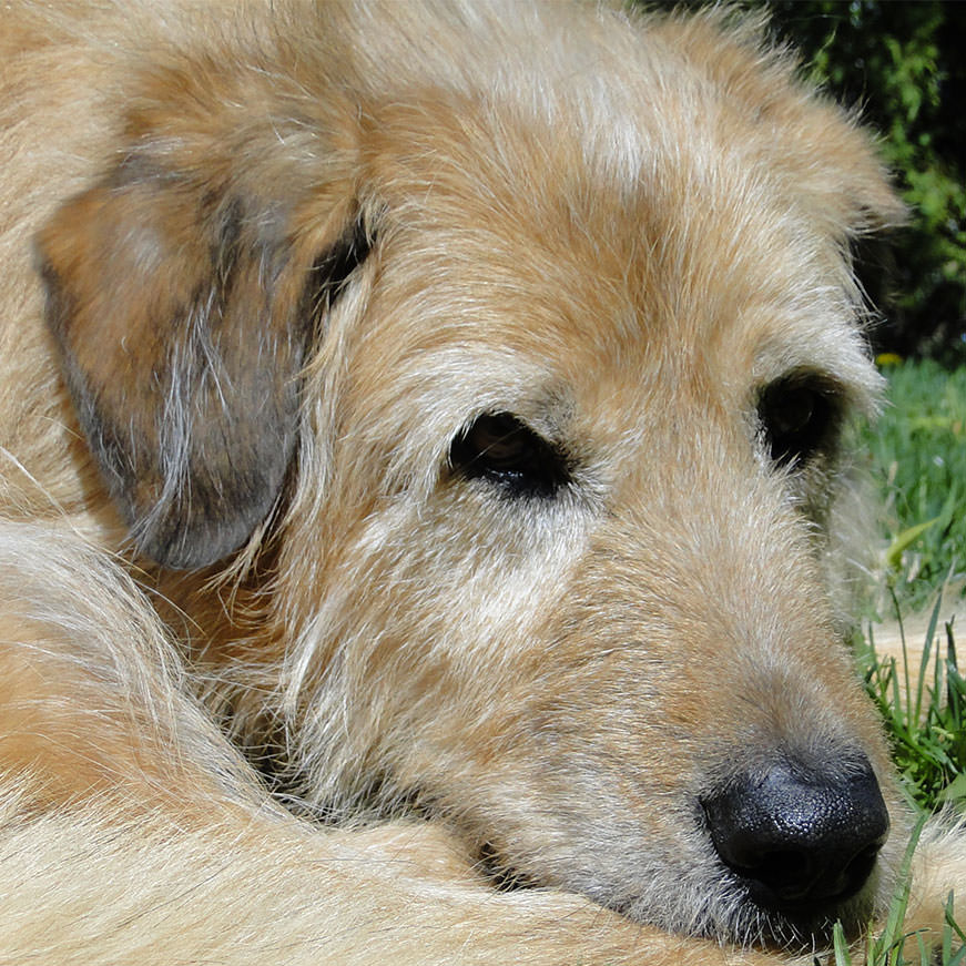 Dog Training - Dressage de Chien | Bravo Fido Montreal | 110 46e Avenue, Lachine, QC H8T 2N3, Canada | Phone: (514) 312-3435