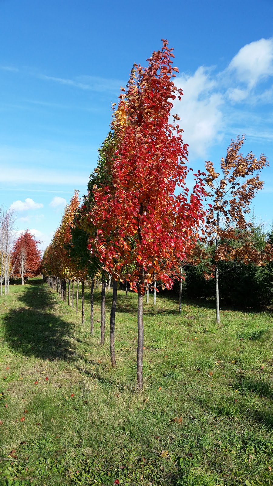 VanBeeks Nursery & Garden Centre | 68 Rd, Ingersoll, ON N5C 3J5, Canada | Phone: (519) 485-3081