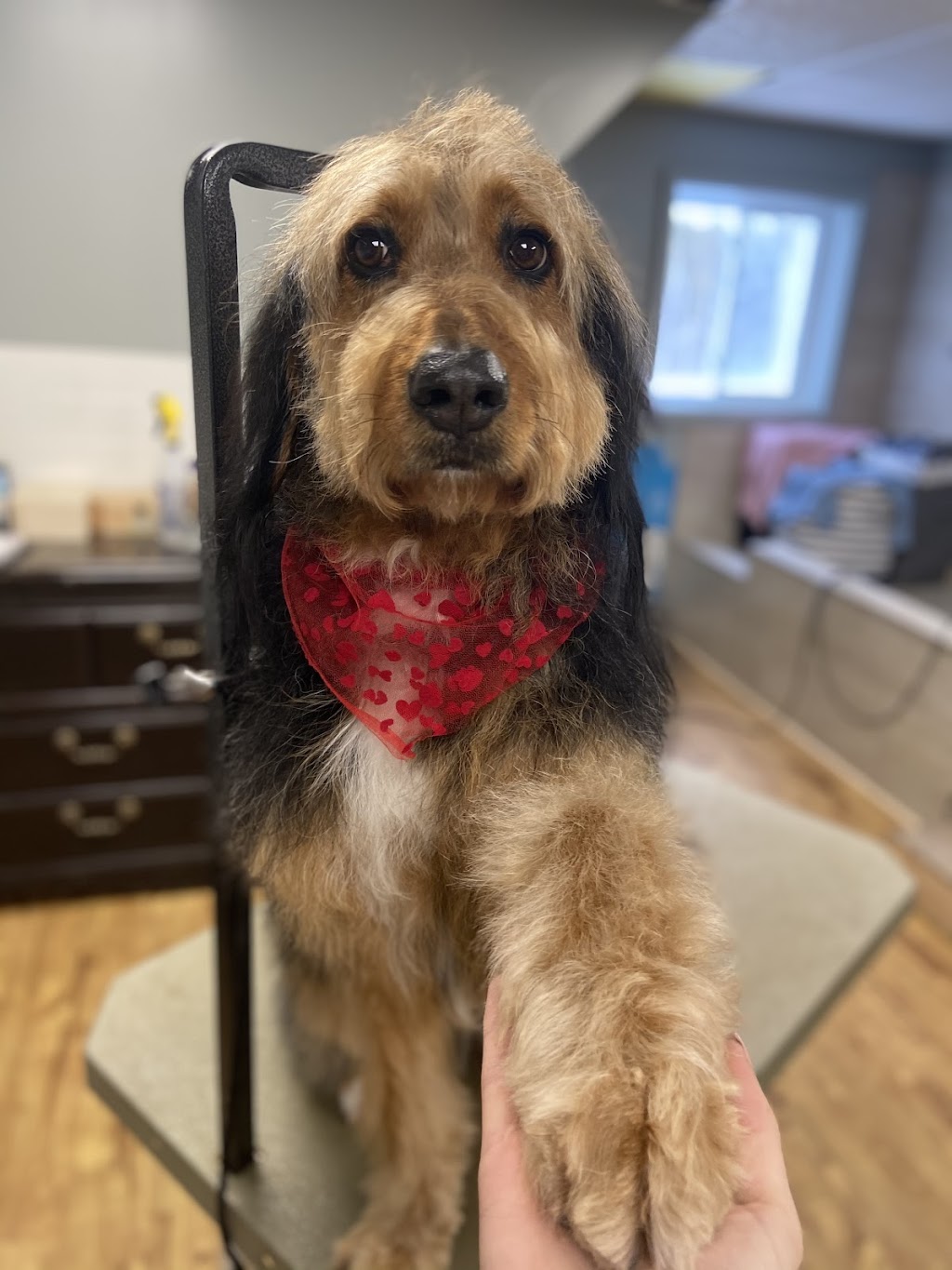 Healthy Hounds Pet Spa | 1412 Ashton Station Rd, Ottawa, ON K0A 1B0, Canada | Phone: (613) 862-0552