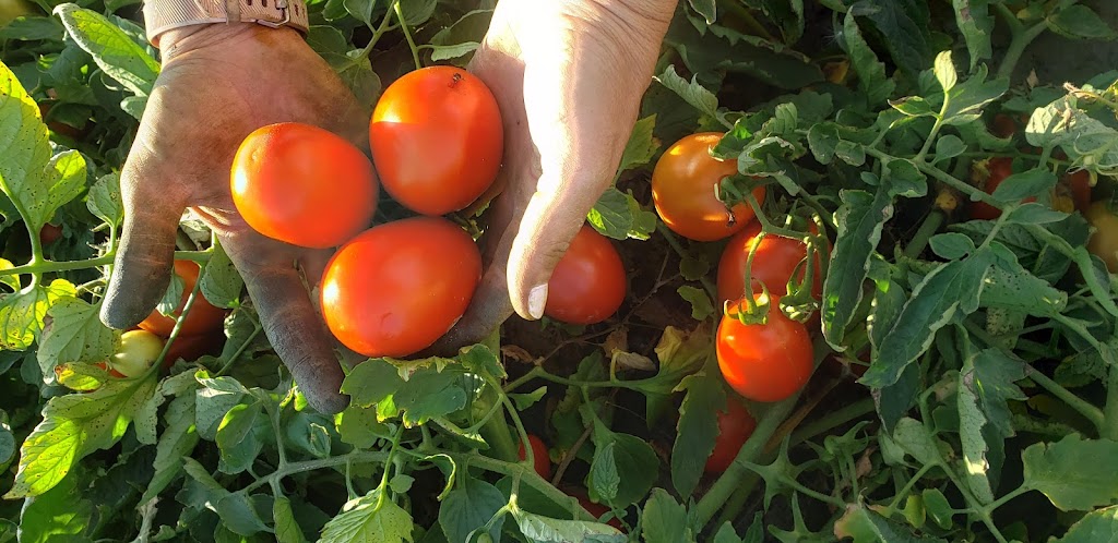 Jardin maraîcher F.Hebert | 515 Rang du Haut Corbin, Saint-Damase, QC J0H 1J0, Canada | Phone: (450) 797-2187