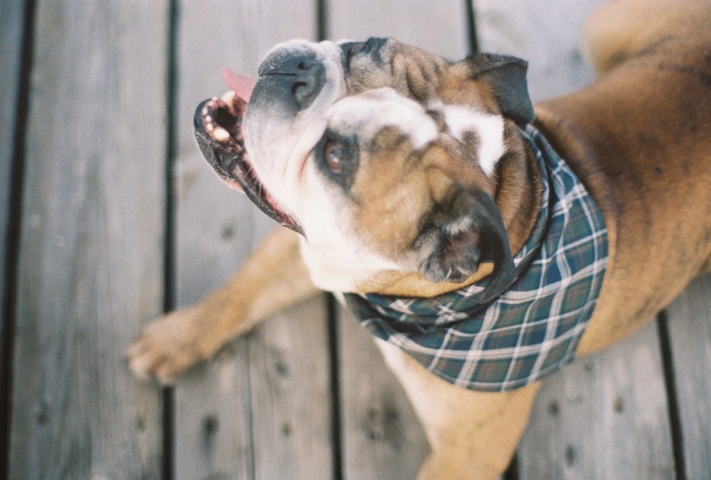 Handsome Mountain Pet Supplies | 555 Prometheus Pl, Bowen Island, BC V0N 1G2, Canada