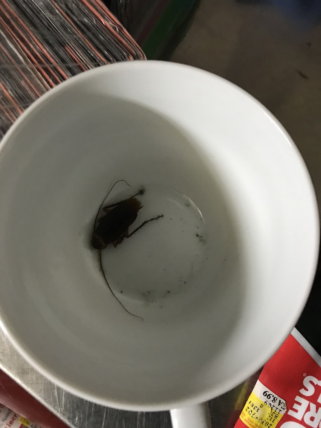 Toronto Pest Control | 25 Seeley Dr, North York, ON M3M 2V7, Canada | Phone: (647) 997-5080