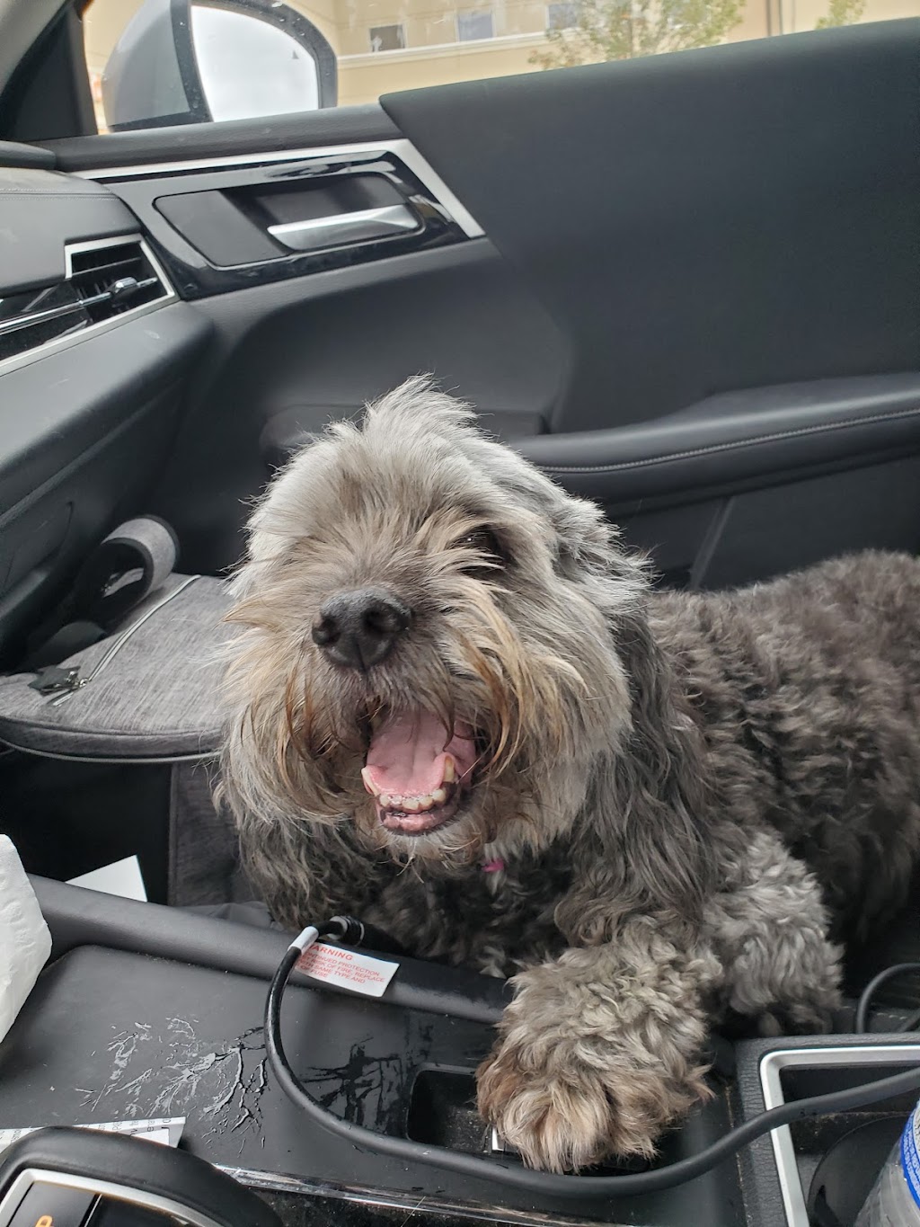 Dogtopia of Westmount | 785 Wonderland Rd S Unit A9, London, ON N6K 1M6, Canada | Phone: (226) 271-0880