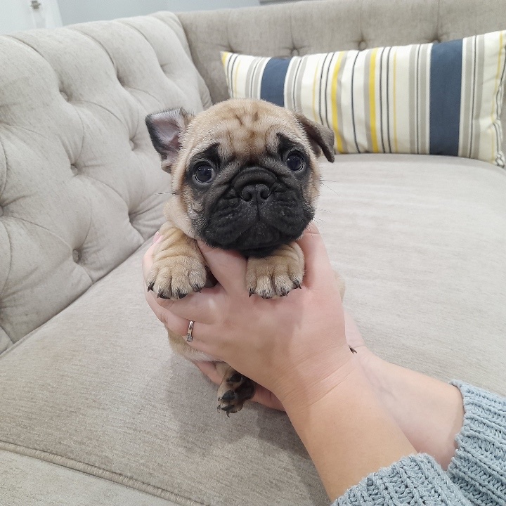 Jaklins Bulldogs. French Bulldog breeder & puppies for adoption | n/a, Manilla, ON K0M 2J0, Canada | Phone: (647) 539-5040