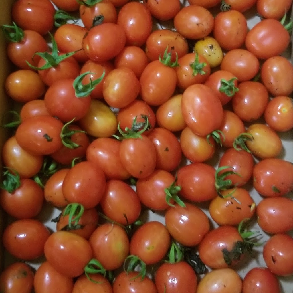 Little Tree Farm | 175 Sarty Rd, New Germany, NS B0R 1E0, Canada | Phone: (902) 717-0003