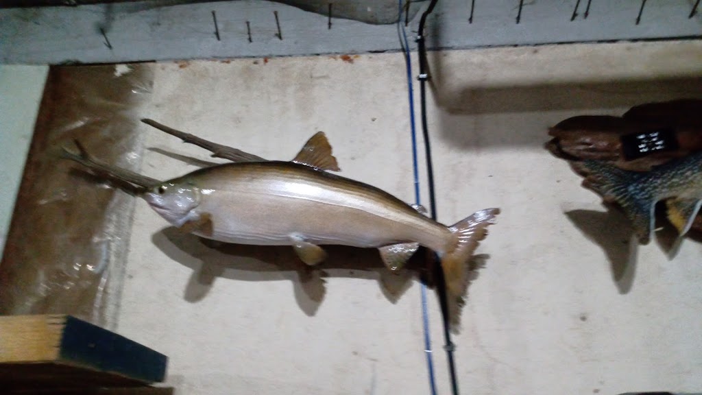 Brain’s Taxidermy | 37 14 Line N N, Orillia, ON L3V 8J3, Canada | Phone: (705) 327-7889