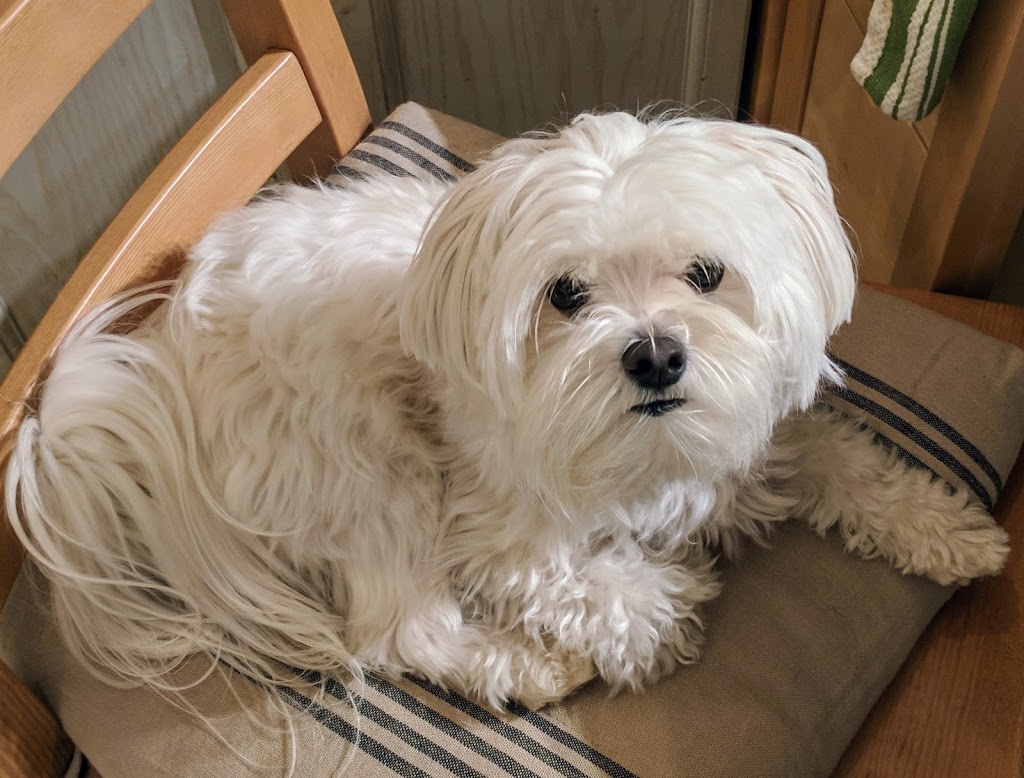 Oakpark Pet Hospital | 370 Dundas St E C1, Oakville, ON L6H 6Z9, Canada | Phone: (905) 257-7387