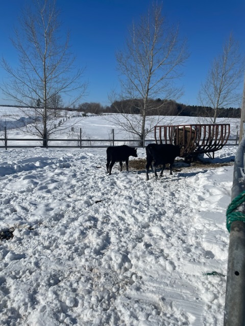 LEffet Boeuf | 999 Chemin de St Robert, Saint-Robert, QC J0G 1S0, Canada | Phone: (450) 881-0364