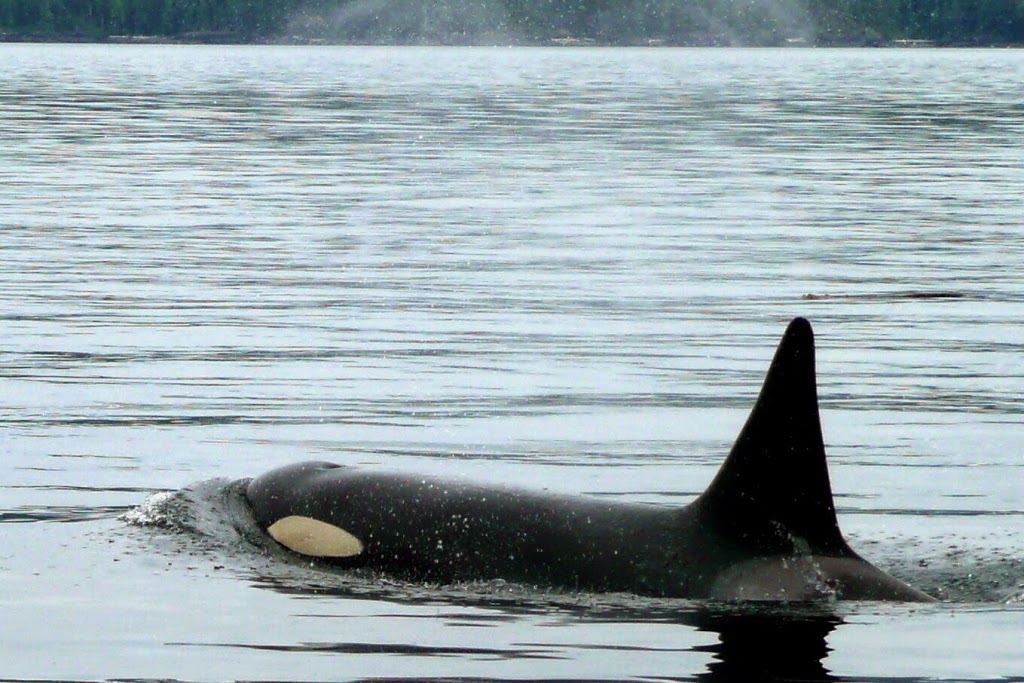 VANCOUVER ISLAND ELES ESCAPE B&B by the SEA | 7461 Lantzville Rd, Lantzville, BC V0R 2H0, Canada | Phone: (250) 933-4837