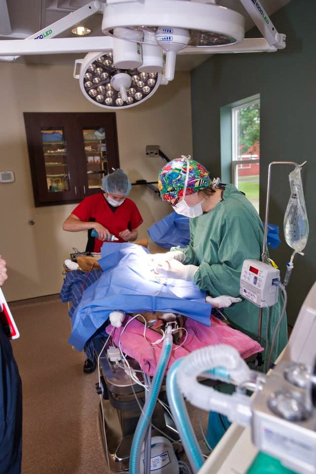 Eden Veterinary Clinic, PLLC | 8217 N Main St, Eden, NY 14057, USA | Phone: (716) 992-3477