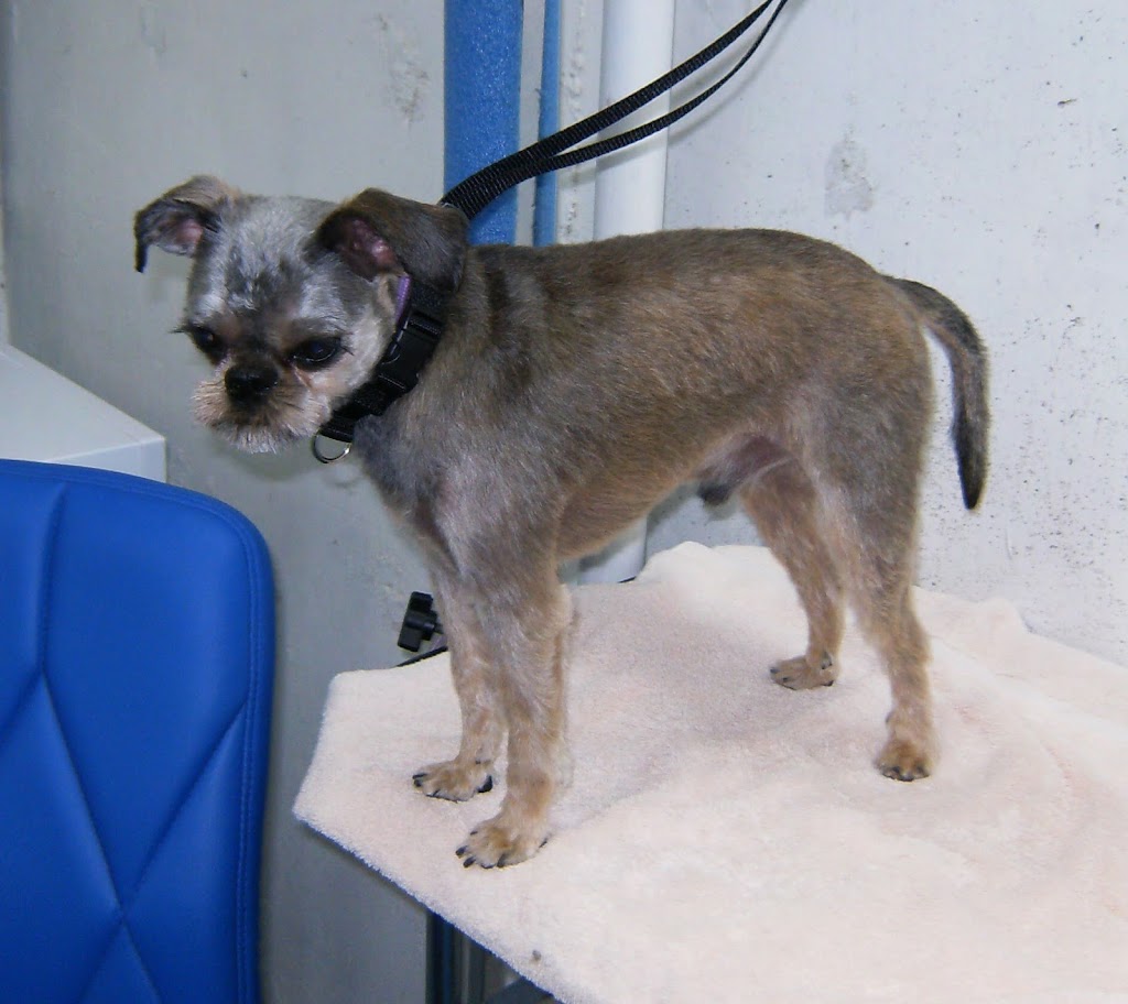 WeeBreed Dog Grooming | 9 McLeod Road Northwest As 9 McLeod Place Grey Townhouses McLeod Place, 53 St NW, Edmonton, AB T5A 3A8, Canada | Phone: (780) 473-6591