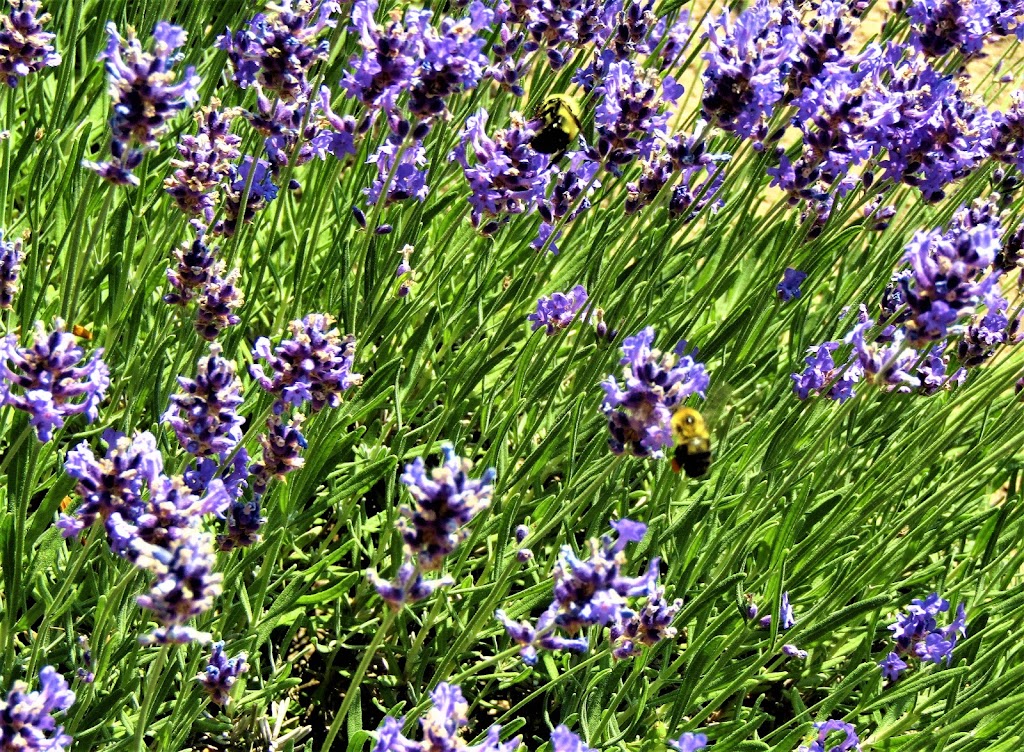 STEED & COMPANY LAVENDER | 47589 Sparta Line, Aylmer, ON N5H 2R4, Canada | Phone: (519) 494-5525
