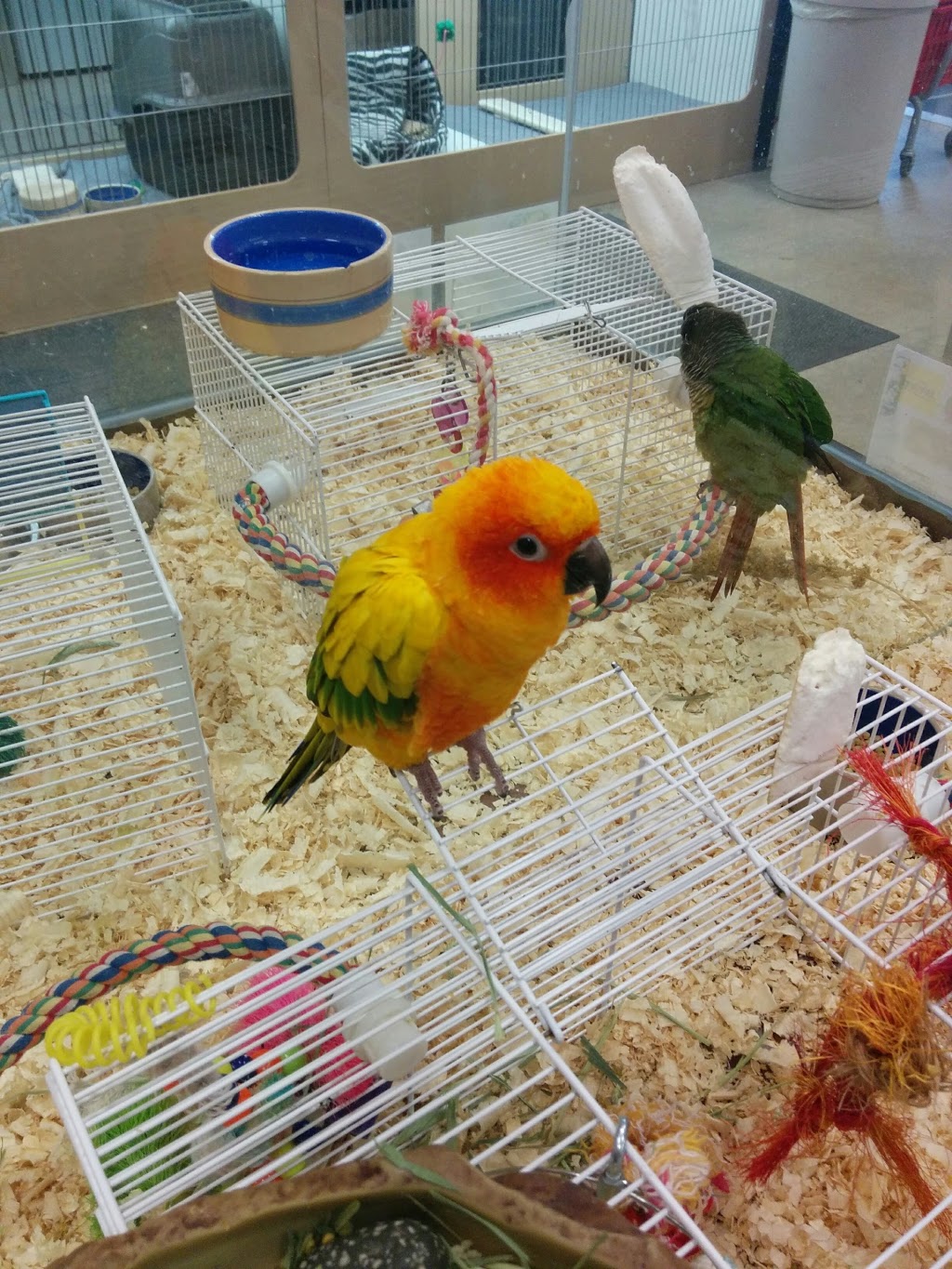 Petland | 2355 McGillivray Blvd #100A, Winnipeg, MB R3Y 0A1, Canada | Phone: (204) 489-2009