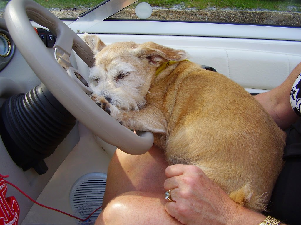 Ivy Veterinary Services | 7994 9 Line, Thornton, ON L0L 2N0, Canada | Phone: (705) 424-8878