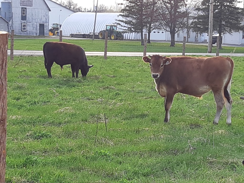 Ferme vache heureux | 2083 Chemin St Louis, Saint-Lazare, QC J7T 1Y2, Canada | Phone: (438) 929-3840