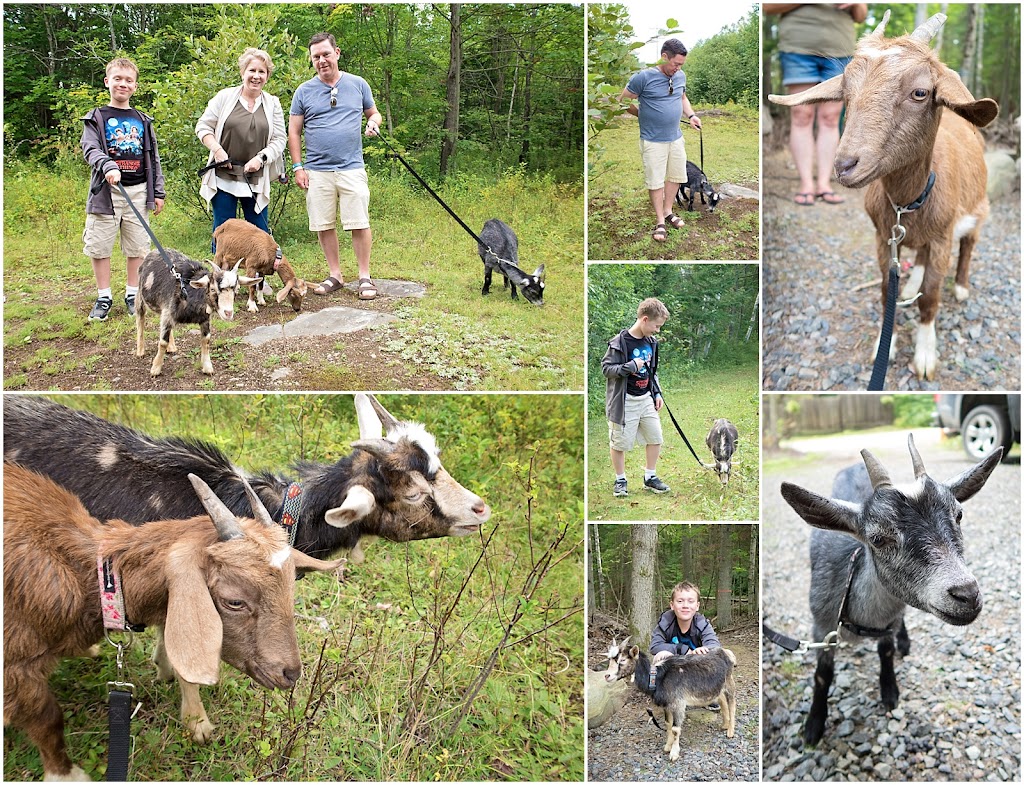 Muskoka Goat Away | Morgans Rd, Huntsville, ON P1H 1A2, Canada | Phone: (705) 380-1066