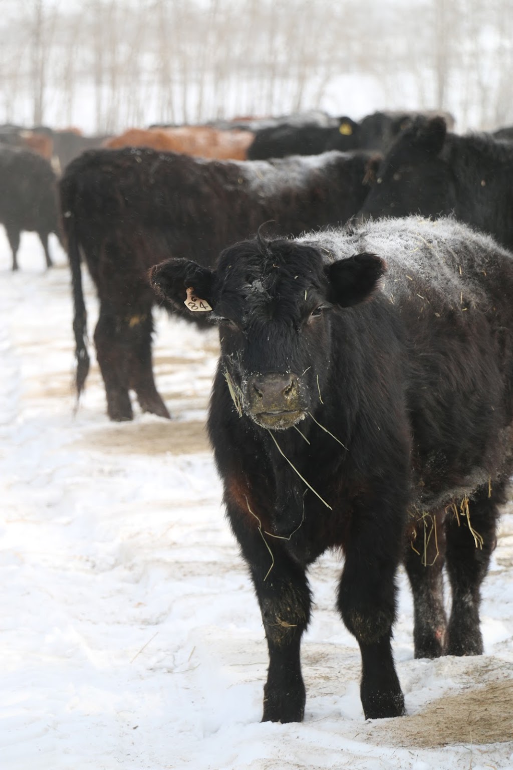 Hoven Farms Grass Finished Organic Beef | RR3, Eckville, AB T0M 0X0, Canada | Phone: (403) 302-2748