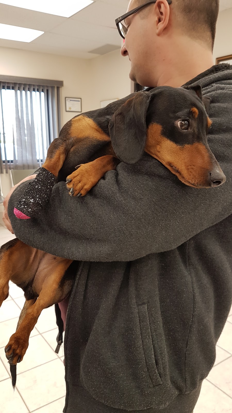 Forest Glade Animal Hospital | 9695 Tecumseh Rd E, Windsor, ON N8R 1A5, Canada | Phone: (519) 735-6013