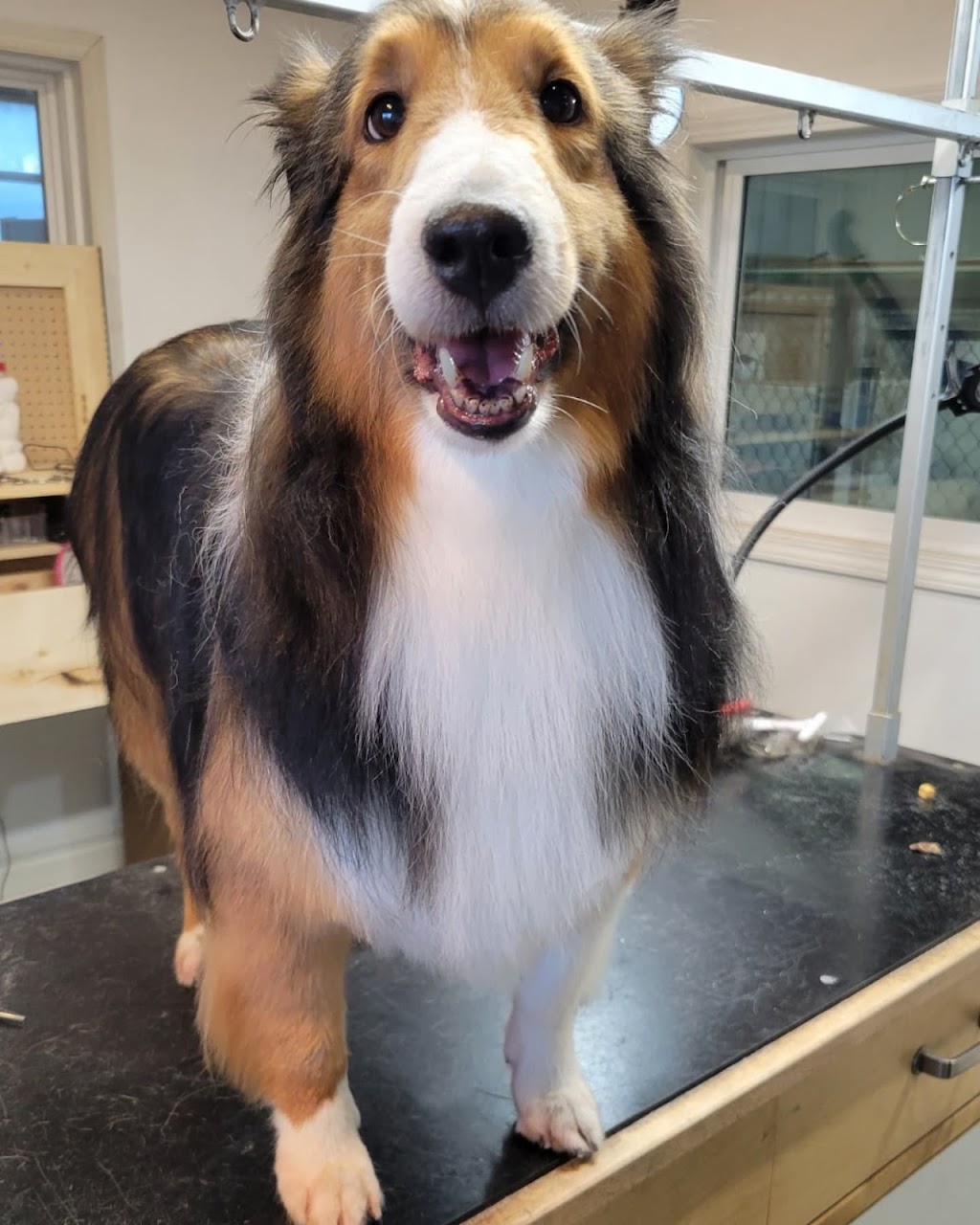 All Kind Grooming | 3578 Township Rd 294, Cremona, AB T0M 0R0, Canada | Phone: (587) 216-2793