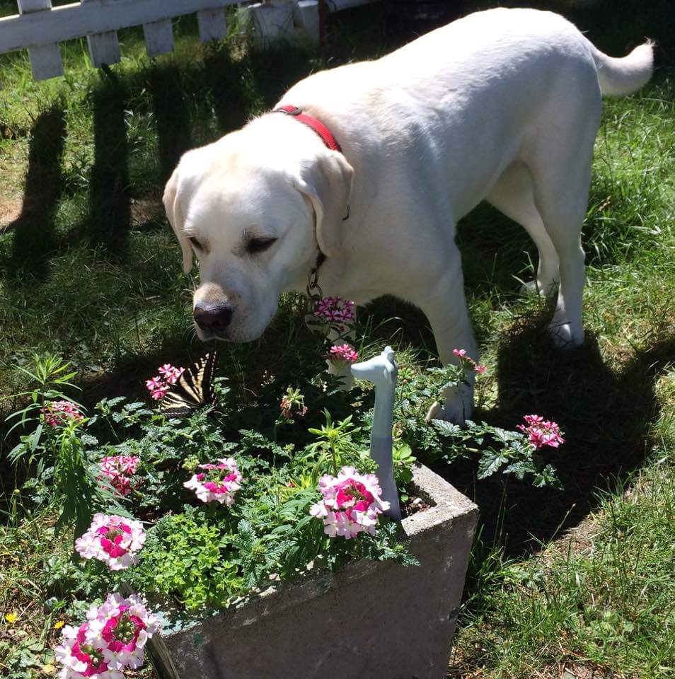 Alpha Dog House Training and Pet Care | 7923 Northwind Dr, Lantzville, BC V0R 2H0, Canada | Phone: (250) 618-1580