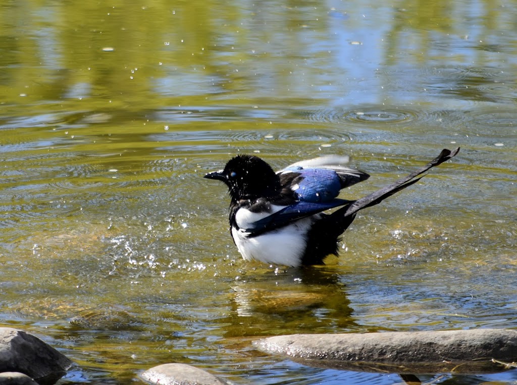 Bridlewood Wetlands Park | 45 Bridlecreek Park SW, Calgary, AB T2Y 3N6, Canada | Phone: (403) 268-2489