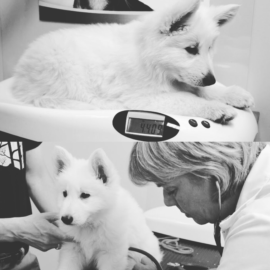 Foster Park Pet Hospital | 213 Dundas St E, Belleville, ON K8N 1E2, Canada | Phone: (613) 969-2273