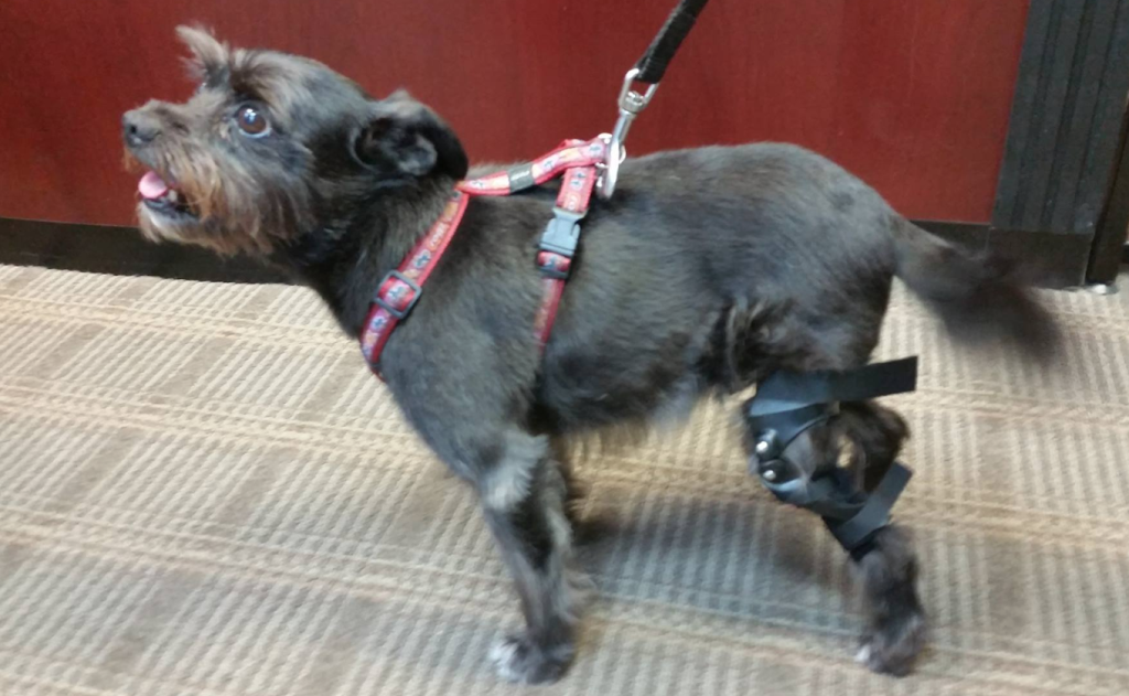 Canine Fitness Centre | 4515 Manhattan Rd SE, Calgary, AB T2G 4B3, Canada | Phone: (403) 204-0823