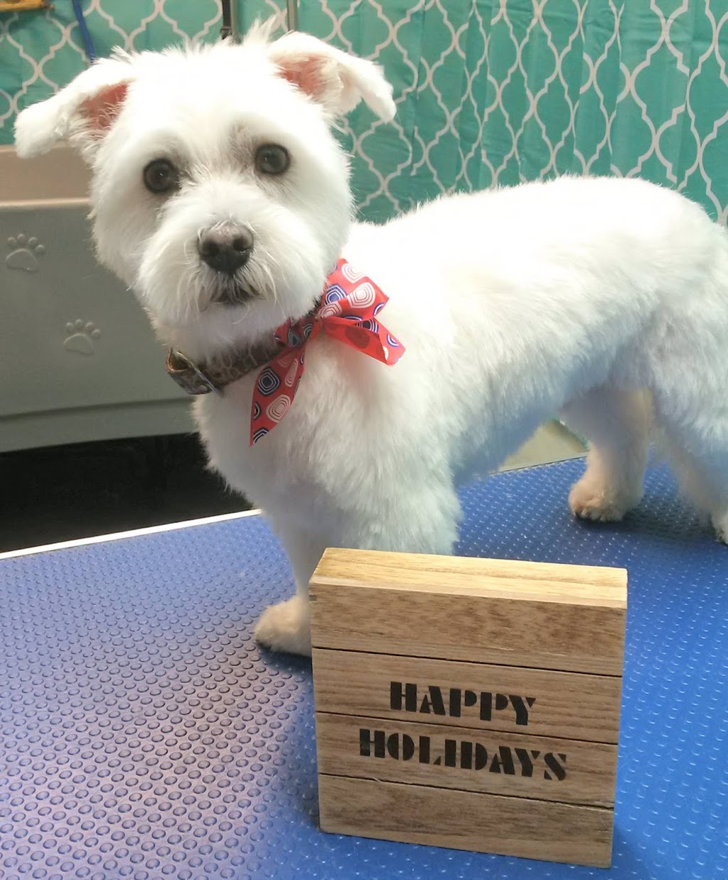 pampered Pups by jamie | 838 Development Dr, Kingston, ON K7M 5V7, Canada | Phone: (613) 983-3889